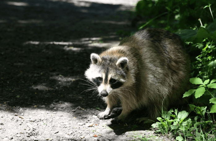 New Providence Rabid Raccoon Advisory