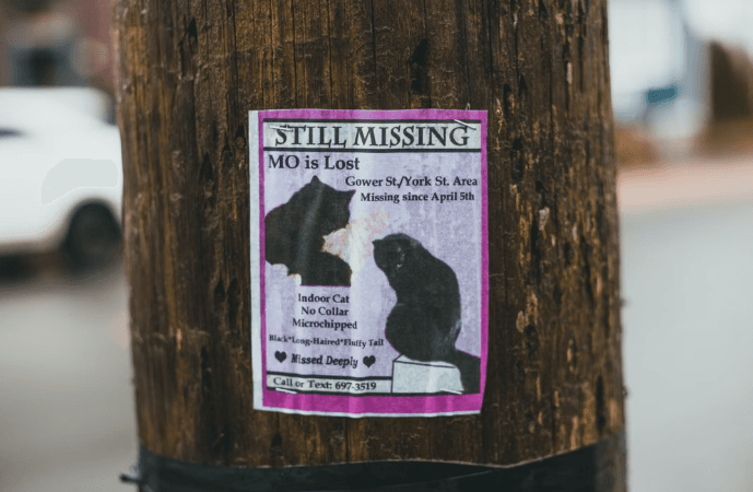 Have You Seen Roger? Cat Missing From Westfield Home