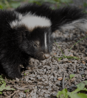 Skunk Tested Positive for Rabies in Clark