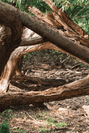 Got Storm Debris? Bring It to the Westfield Conservation Center This Week