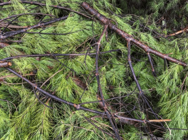 Clark Township Warns Branch Pickup Misuse Puts Program at Risk