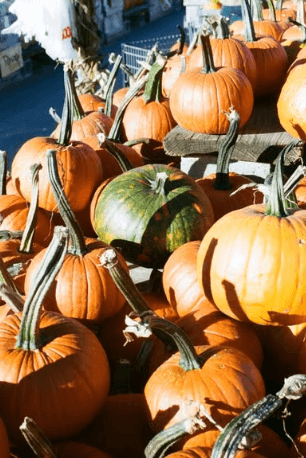 G. DeLuca & Sons Fall Fest Draws Families to Berkeley Heights