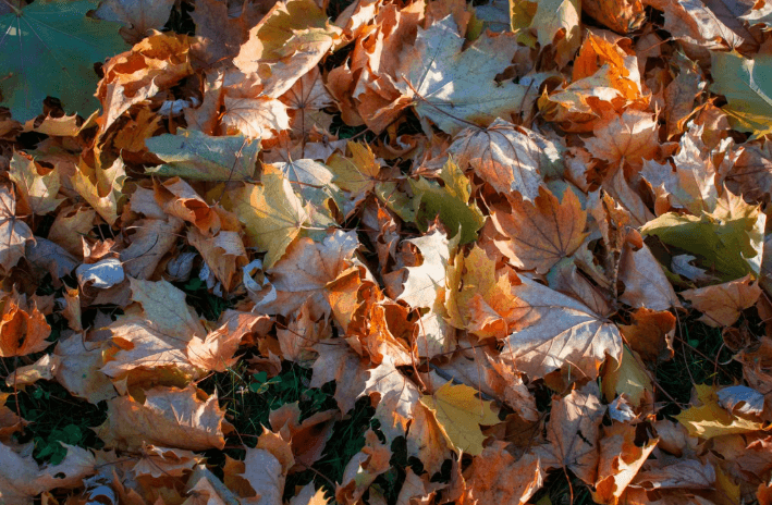 Scotch Plains Leaf Pickup Schedule and Rules