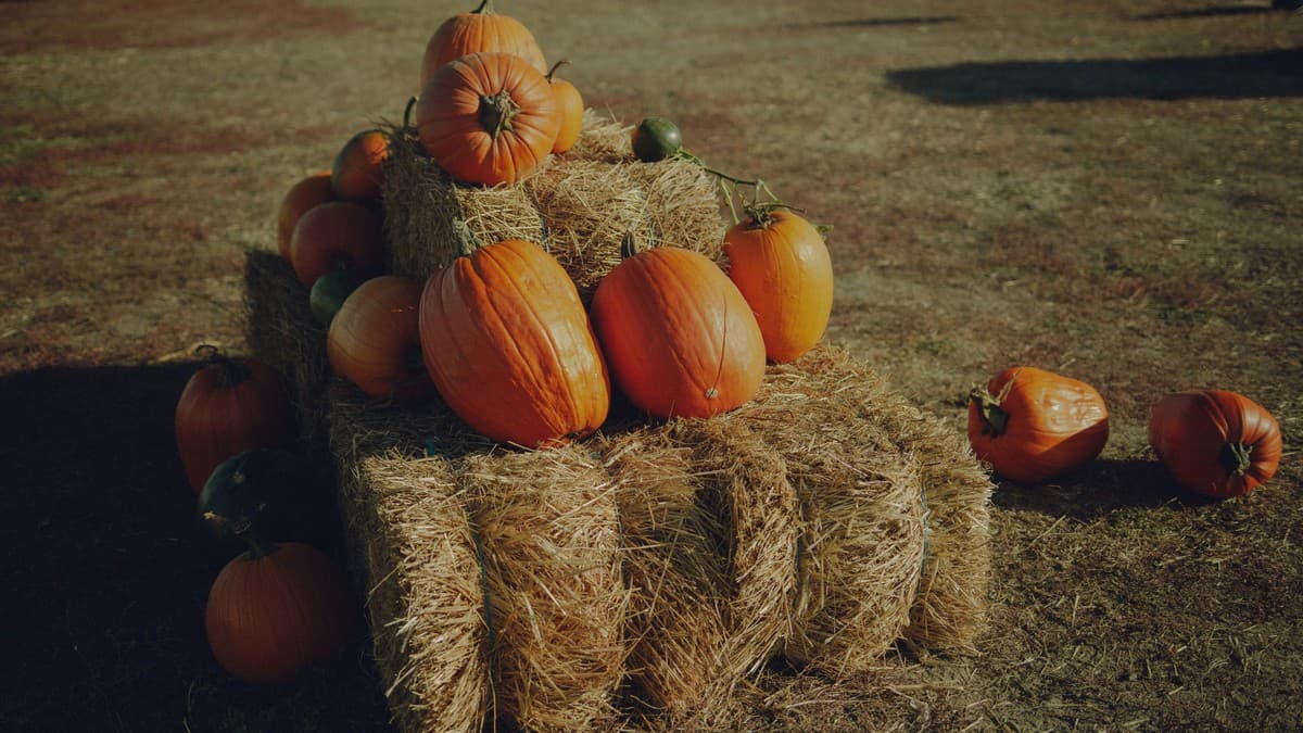 Groundwork Elizabeth Hosts Free Fall at the Farm on W. Grand Oct. 31