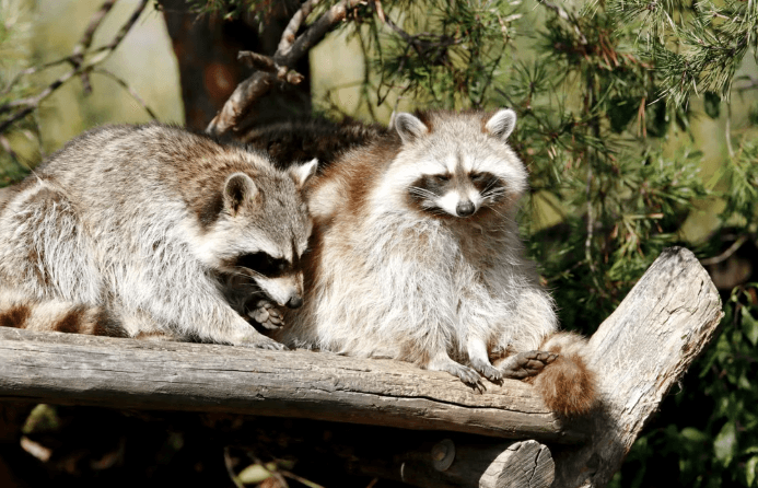 New Providence Rabid Raccoon Advisory Ridgeview Avenue