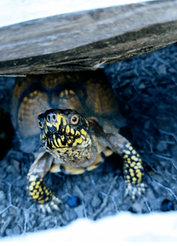 Box Turtle Update!