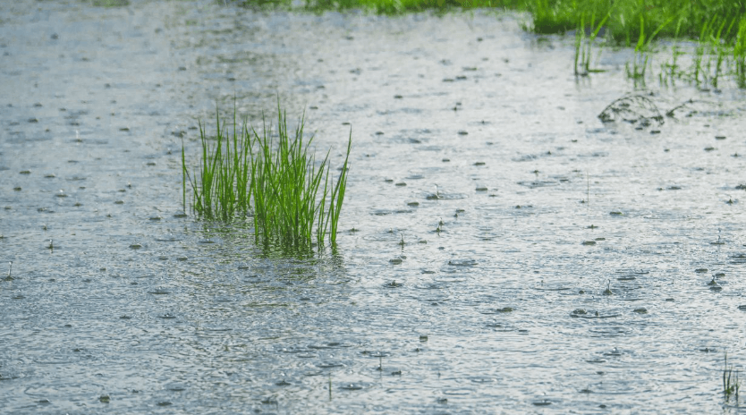 Scotch Plains Launches Rain Garden Initiative to Manage Stormwater