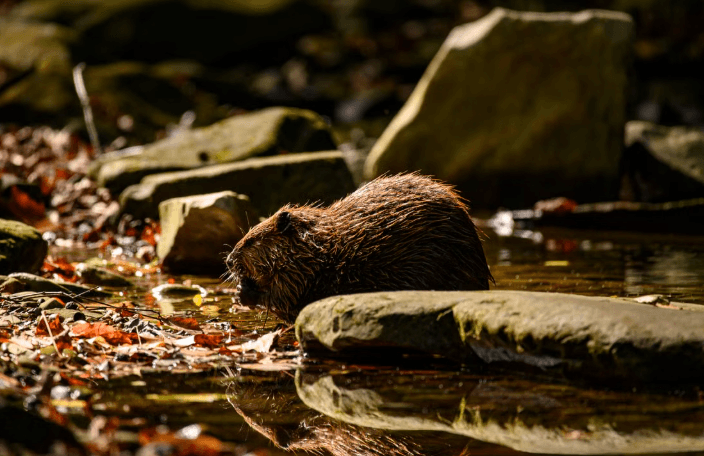 Human-Built Beaver Dams Help Restore Struggling Streams and Local Ecosystems