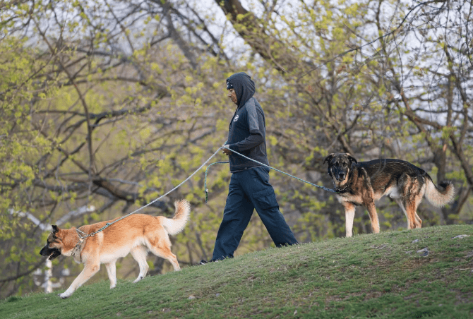 Westfield police asking for help reuniting dogs with owner - MSN