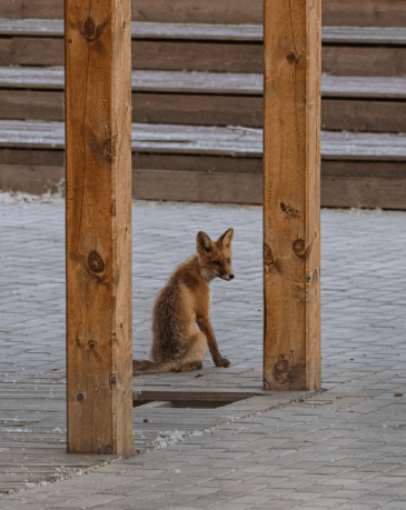 Disquieting Encounter: Westfield Resident Says a Fox Followed Her for Blocks