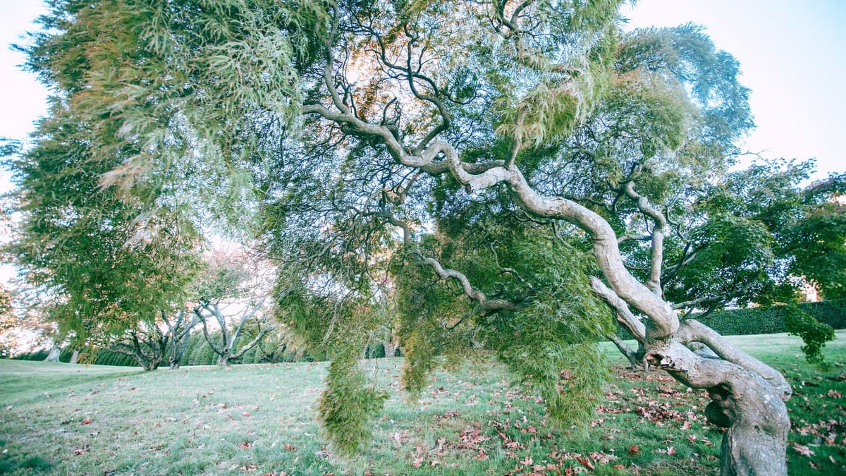 Westfield's Fairview Cemetery Hosts Historic Tree Lecture Oct. 25