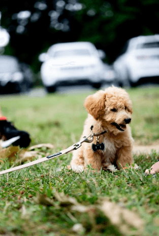 Roselle Celebrates 4th Annual Doggy Day Pawrade & Family Fun