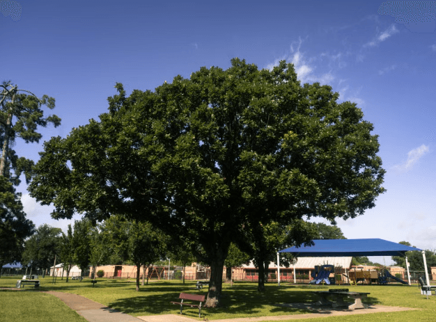 Roselle Park Seeks Residents to Request Shade Trees in 125-Tree Initiative