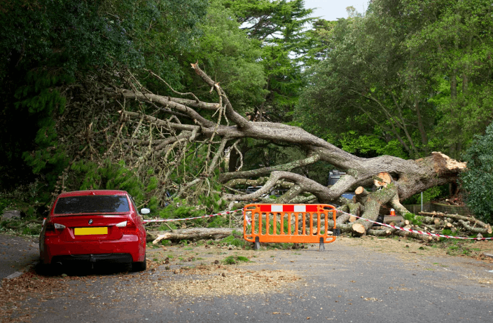 Westfield Opens Free Storm Debris Drop-Off Aug. 13–15