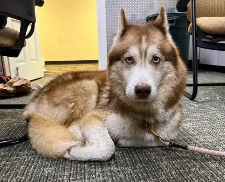 Lost Husky Found in Westfield, Owner Being Sought